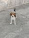 Beagle Puppies for sale in Durgapura, Jaipur, Rajasthan, India. price: 15000 INR