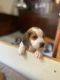 Beagle Puppies for sale in Folsom, CA, USA. price: NA