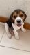 Beagle Puppies for sale in Pune, Maharashtra, India. price: 12000 INR