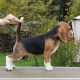 Beagle Puppies for sale in New York, NY, USA. price: $200