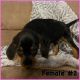 Beagle Puppies for sale in Morganton, NC 28655, USA. price: $15,000