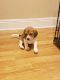Beagle Puppies for sale in Vidalia, LA 71373, USA. price: NA