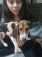 Beagle Puppies for sale in Jacksonville, FL 32221, USA. price: $700
