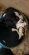 Beagle Puppies for sale in Chicopee, MA, USA. price: NA