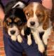 Beagle Puppies for sale in San Antonio, TX, USA. price: $550