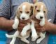 Beagle Puppies for sale in 462038, Gautam Nagar, Sri Nagar Colony, Bhopal, Madhya Pradesh 462001, India. price: 4549 INR