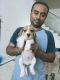Beagle Puppies for sale in Kolkata, West Bengal, India. price: 19000 INR
