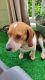 Beagle Puppies for sale in Canton, GA 30114, USA. price: NA