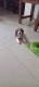 Beagle Puppies for sale in Delhi Cantonment, New Delhi, Delhi, India. price: NA