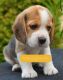 Beagle Puppies for sale in Turlock, CA, USA. price: $800