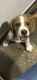 Beagle Puppies for sale in Topanga, CA 90290, USA. price: $3,500