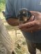 Beagle Puppies for sale in Falmouth, KY, USA. price: NA
