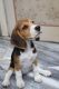 Beagle Puppies for sale in Surat, Gujarat, India. price: 20000 INR