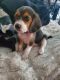 Beagle Puppies for sale in Omaha, NE, USA. price: NA