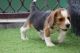 Beagle Puppies for sale in Sector 10A, Gurugram, Haryana 122001, India. price: 15000 INR