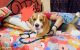 Beagle Puppies for sale in Barasat, Kolkata, West Bengal, India. price: 25 INR