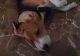 Beagle Puppies for sale in Faridabad, Haryana, India. price: 10000 INR