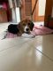 Beagle Puppies for sale in Baner, Pune, Maharashtra, India. price: 9000 INR