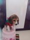 Beagle Puppies for sale in Bellandur, Bengaluru, Karnataka, India. price: 20000 INR
