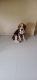 Beagle Puppies for sale in Dgs Sheetal Deep, Nalasopara West, Nala Sopara, Maharashtra 401203, India. price: 15000 INR