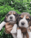 Beagle Puppies for sale in Kakkattil, Kerala, India. price: 22000 INR