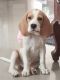 Beagle Puppies for sale in Hyderabad, Telangana, India. price: 28000 INR