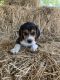 Beagle Puppies for sale in Foster, RI, USA. price: $900