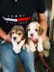 Beagle Puppies for sale in Ludhiana Bypass, New Kuldeep Nagar, Jodhewal, Ludhiana, Punjab, India. price: 25000 INR