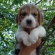 Beagle Puppies for sale in Coimbatore, Tamil Nadu, India. price: NA