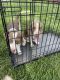 Beagle Puppies for sale in Campbellsville, KY 42718, USA. price: NA