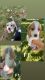 Beagle Puppies for sale in Mt Vernon, IL 62864, USA. price: $450