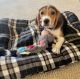 Beagle Puppies for sale in Hollister, CA 95023, USA. price: NA