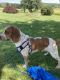 Beagle Puppies for sale in Berks County, PA, USA. price: NA