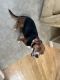 Beagle Puppies for sale in Stephens City, VA, USA. price: NA