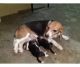 Beagle Puppies for sale in Delhi, India. price: 15000 INR