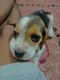 Beagle Puppies for sale in Karnal, Haryana, India. price: 6 INR