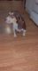 Beagle Puppies for sale in Mocksville, NC 27028, USA. price: NA
