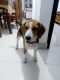 Beagle Puppies for sale in Amritsar, Punjab, India. price: 10000 INR