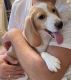 Beagle Puppies for sale in Ocean Ridge, FL 33435, USA. price: NA