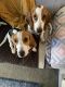 Beagle Puppies for sale in Van Nuys, CA 91406, USA. price: NA