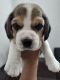Beagle Puppies for sale in Kochi, Kerala, India. price: 24000 INR