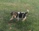 Beagle Puppies for sale in Mt Union, IA 52644, USA. price: NA