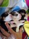 Beagle Puppies for sale in Alpana Colony, Khatipura, Jhotwara, Jaipur, Rajasthan 302032, India. price: 20000 INR