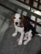 Beagle Puppies for sale in ECIL Cross Roads, Laxmi Garden, Cherlapalli, Secunderabad, Telangana 500062, India. price: 15000 INR