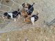Beagle Puppies for sale in Belton, TX, USA. price: $500