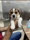 Beagle Puppies for sale in Zirakpur, Punjab, India. price: 12000 INR