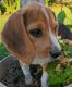 Beagle Puppies for sale in Howard, PA 16841, USA. price: NA