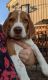 Beagle Puppies for sale in Howard, PA 16841, USA. price: $575