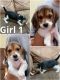 Beagle Puppies for sale in New Hope, AL 35760, USA. price: $200