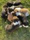 Beagle Puppies for sale in Nunda, NY, USA. price: $800
